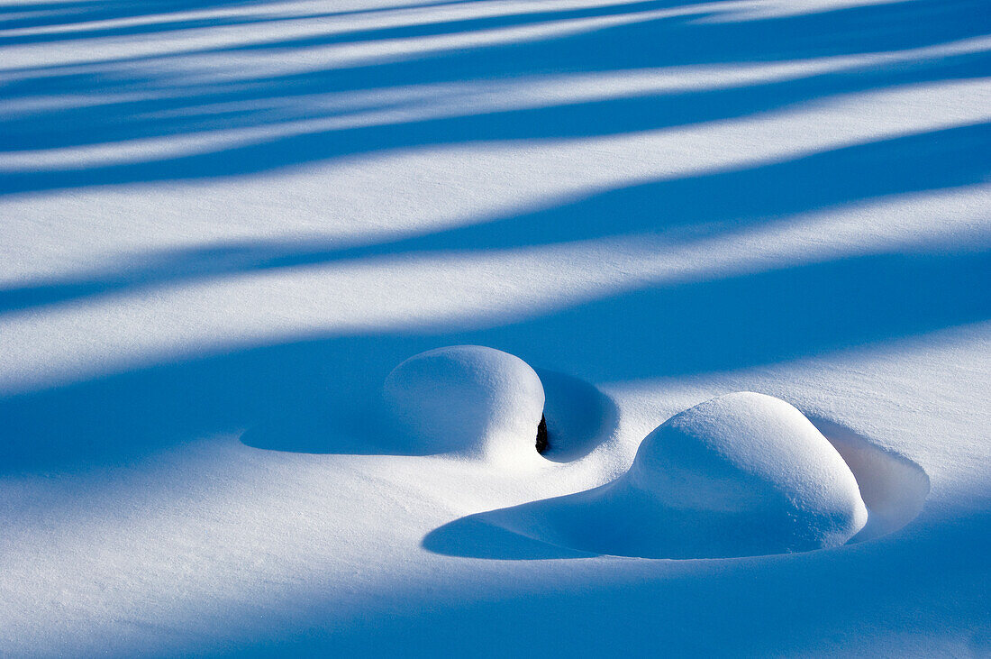 Fresh snow in boreal forest, Northern Manitoba, MB, Canada