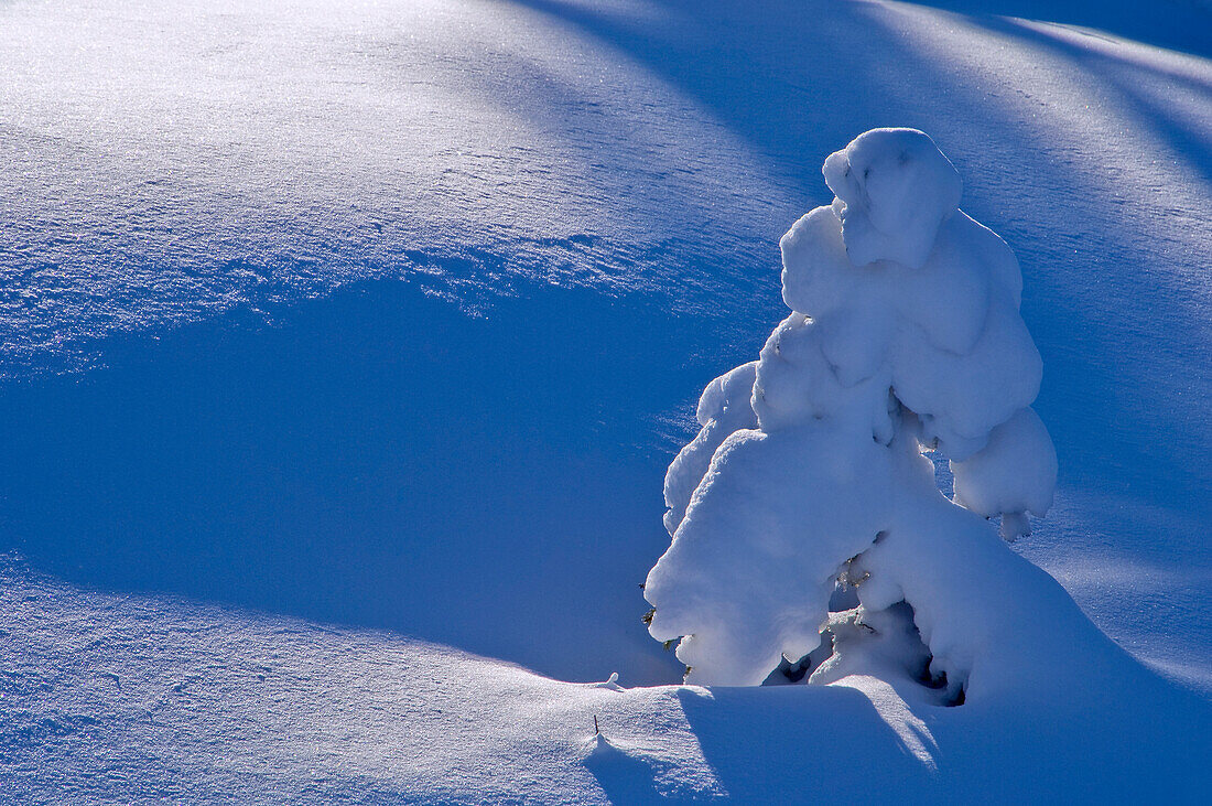 Frischer Schnee in borealem Wald, Nord-Manitoba, MB, Kanada