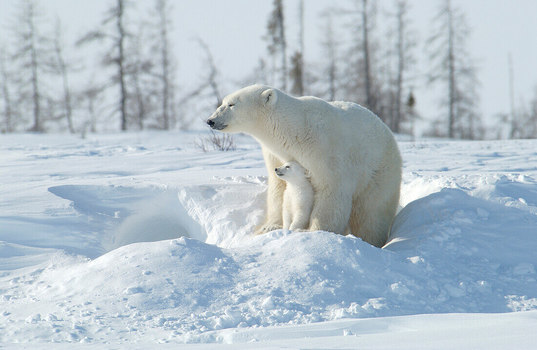 Mother Polar Bear (ursus maritimus) with cubs COY near snow den at Wapusk National Park, Hudson Bay, Churchill area, Manitoba, Northern Canada