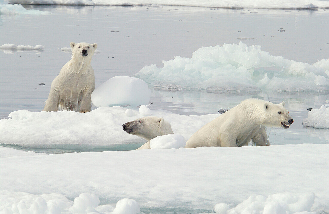 Eisbärenmutter (ursus maritimus) mit Jungtieren auf dem Eis in der subarktischen Wager Bay nahe der Hudson Bay, Churchill-Gebiet, Manitoba, Nordkanada