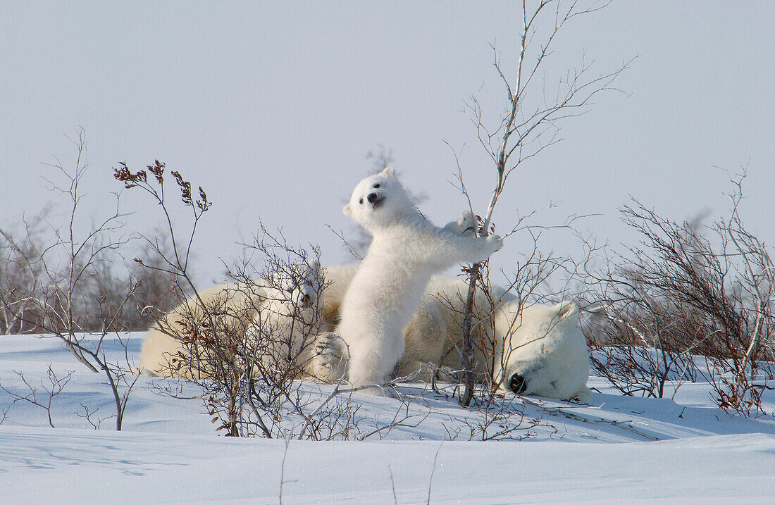 Mother Polar Bear (ursus maritimus) with cubs COY near snow den at Wapusk National Park, Hudson Bay, Churchill area, Manitoba, Northern Canada