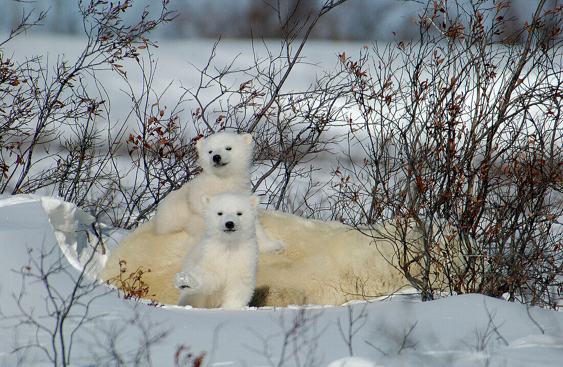 Eisbärenmutter (ursus maritimus) mit Jungen COY in der Nähe der Schneehöhle im Wapusk National Park, Hudson Bay, Churchill-Gebiet, Manitoba, Nordkanada