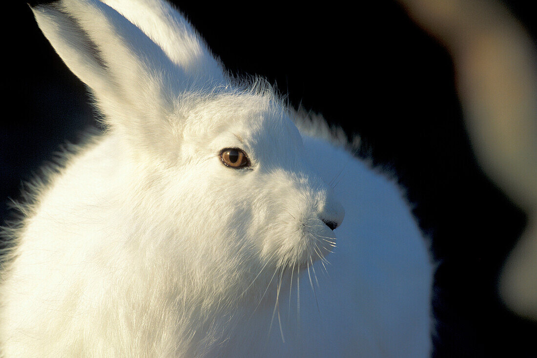 Ausgewachsener Schneehase (Lepus arcticus) in der Nähe der Hudson Bay, Churchill-Gebiet, Manitoba, Nordkanada