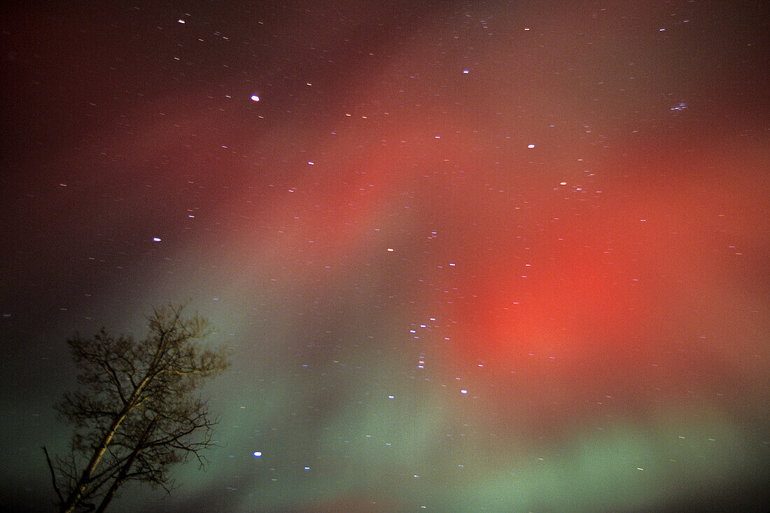 Aurora Borealis Nordlichter rote Explosion in der Nähe von Kleefeld, Manitoba, Kanada