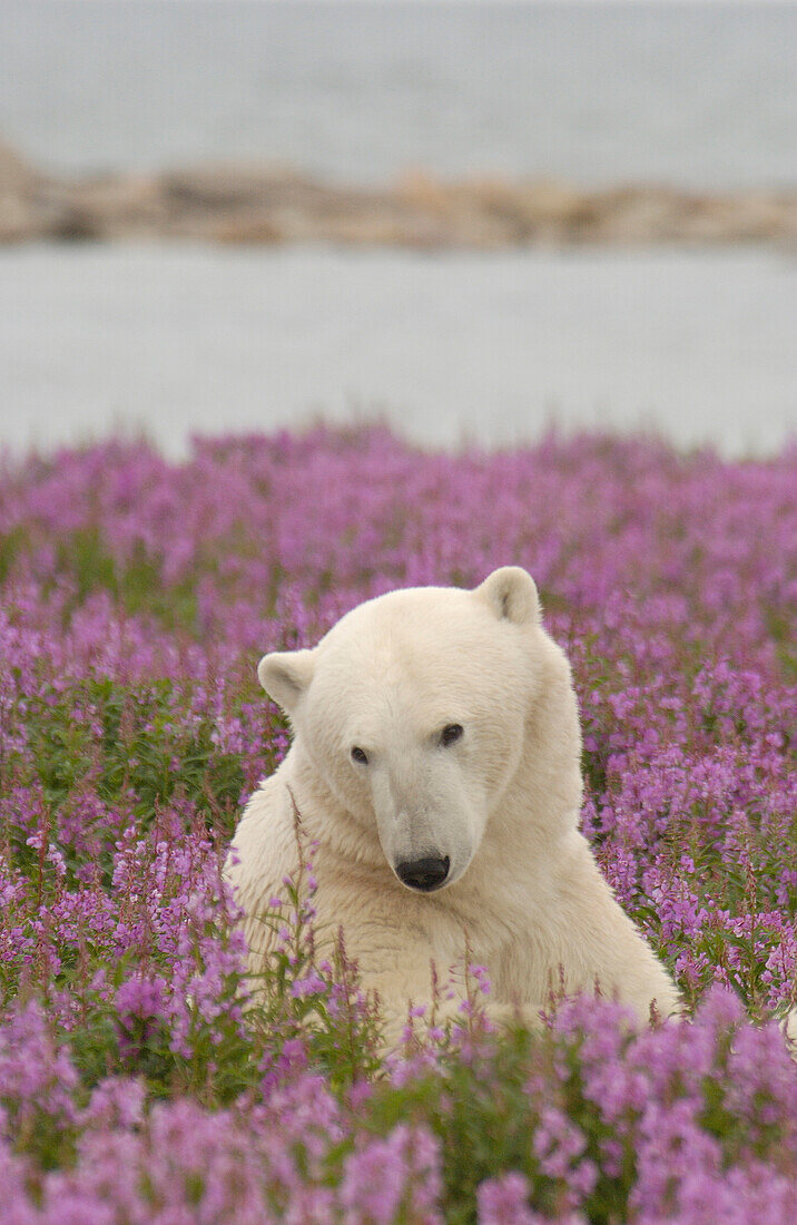 Eisbär (Ursa maritimus) entspannt sich im Feuerkraut (Epilobium angustifolium) auf einer mit Blumen bedeckten subarktischen Insel am Hubbart Point, Hudson Bay, in der Nähe von Churchill, Manitoba, Nordkanada...
