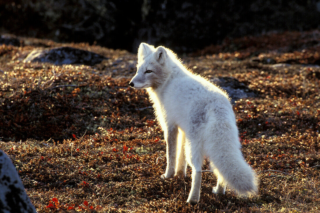 Polarfuchs (Alopex lagopus) im Herbst im Gegenlicht der Tundra bei Churchill, Manitoba, Nordkanada