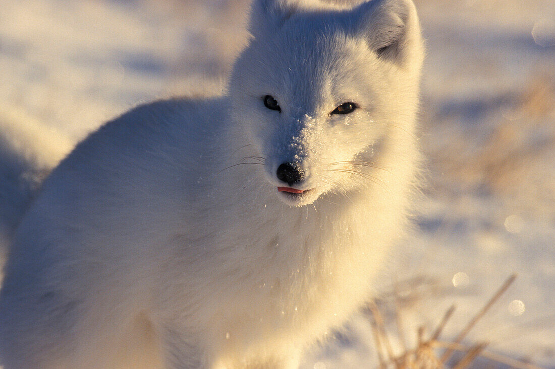 Polarfuchs (Alopex lagopus) beim Fressen, Grinsen, Koteletts lecken in der Nähe von Churchill, Manitoba, Nordkanada