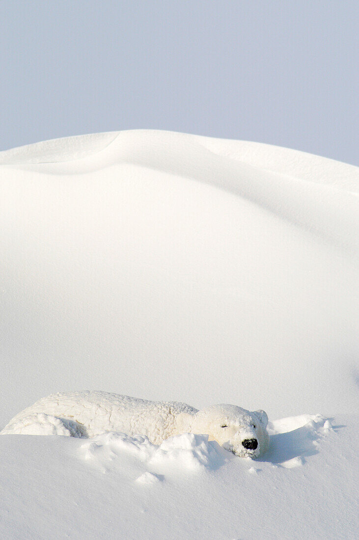 Polar Bear (ursus maritimus) sleeping in snowbank after blizzard at Dymond Lake Lodge near Hudson Bay, Churchill, Manitoba, Northern Canada.