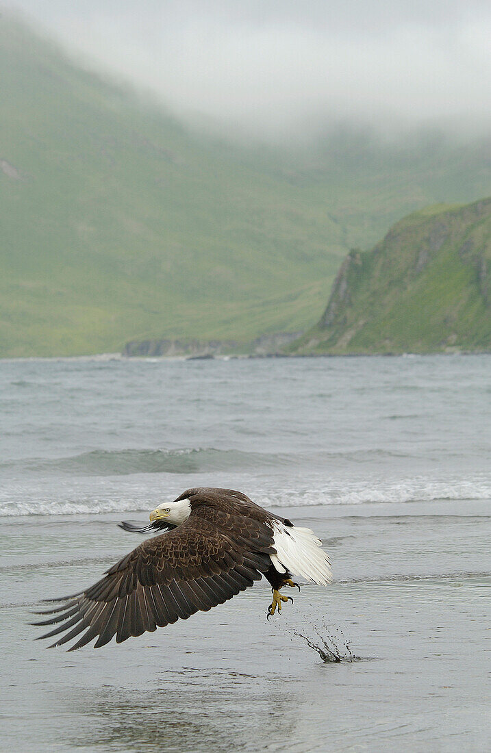 Adult Bald Eagle (Haliaeetus leucocephalus) taking flight over water and mountain landscape in Dutch Harbor, Alaska, Aleutian islands chain, Bering Sea, Unalaska