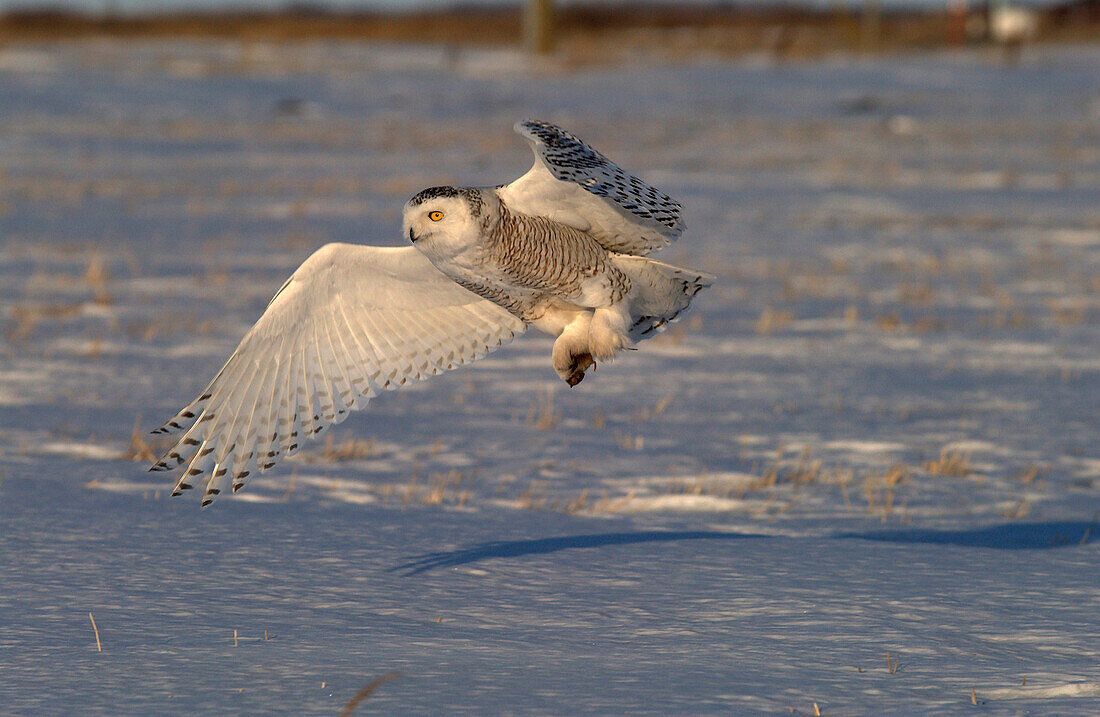 Snowy Owl (Nyctea scandiaca) adult female hunting over snowy field in warm sunset light catching mouse prey near Oak Hammock Marsh, Winnipeg, Manitoba, Canada