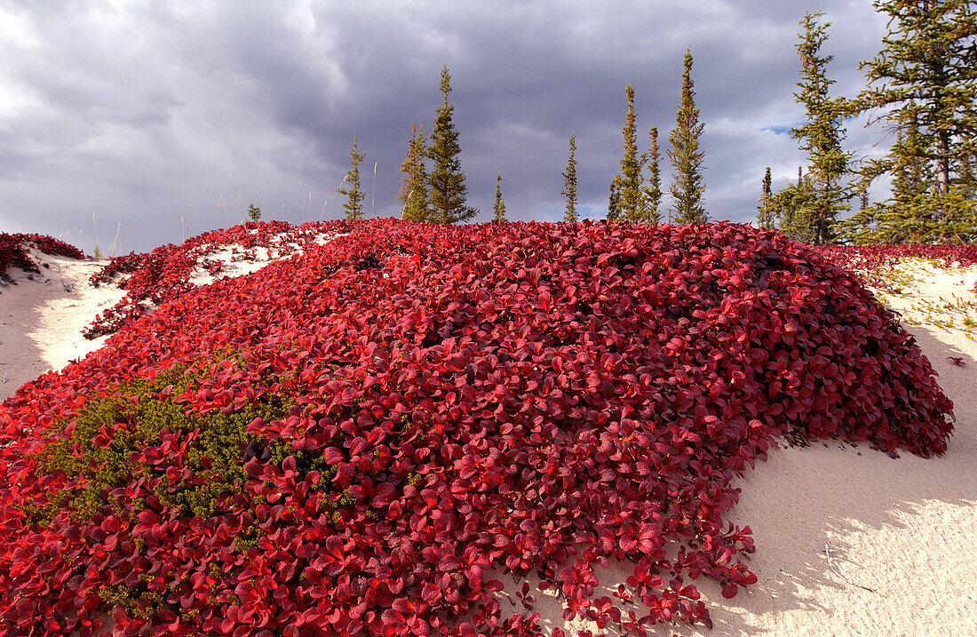 Bärentraube ( Arctostaphylos alpina ) kinnikinnick Herbstfarbe Lippenstift rote Farbe auf Sand esker Tundra Nordwest Territorien Nordkanada in der Nähe von Yellowknife