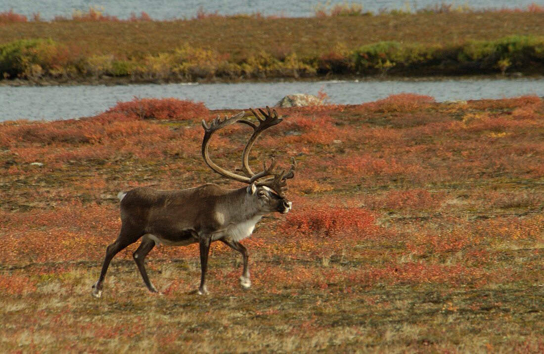 Karibu (Rangifer tarandus) auf subarktischer Tundra Yellowknife Northwest Territories NWT Nordkanada.