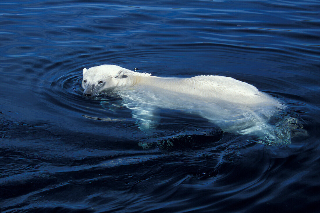 Eisbär (ursus maritimus) beim Schwimmen im kristallklaren blauen subarktischen Wasser in der Wager Bay Nunavut in der Nähe der Hudson Bay, Gebiet Churchill, Manitoba, Nordkanada