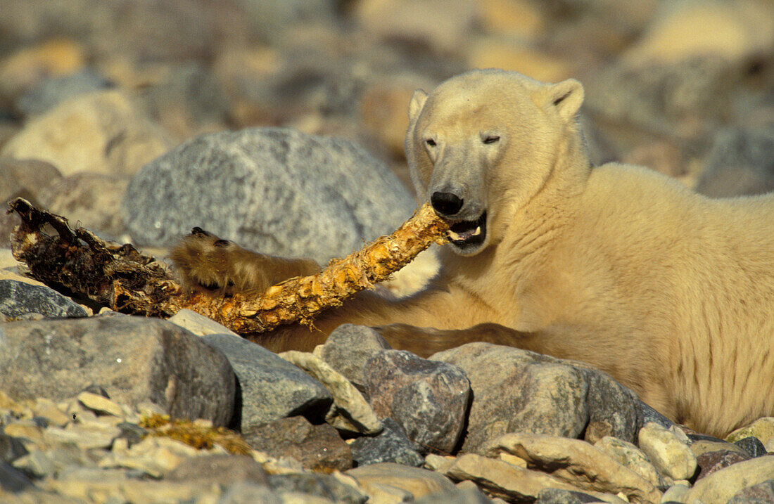 Adult male Polar Bear (ursus maritimus) gnawing feeding on beluga whale vertebrae backbone at Churchill Manitoba Northern Sub-arctic Canada