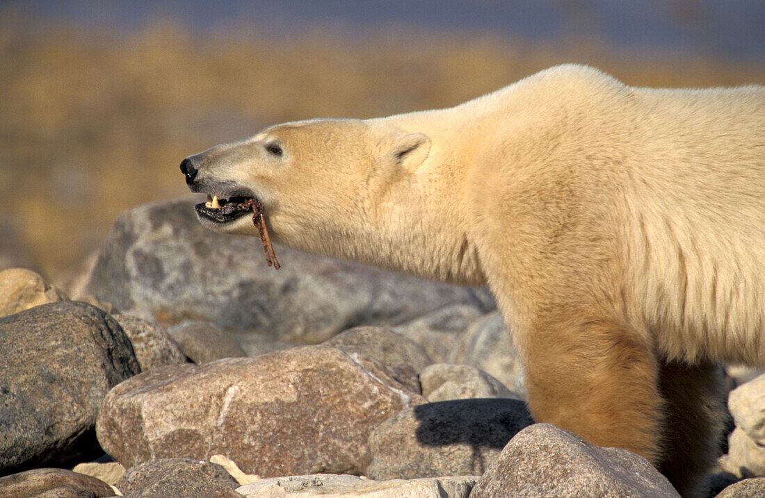 Ausgewachsenes Eisbärenmännchen (ursus maritimus) nagt an der Wirbelsäule eines Belugawals in Churchill Manitoba im nördlichen subarktischen Kanada