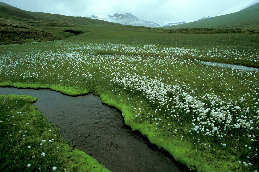 Arctic Cotton Grass ( Eriophorum angustifolium ) cottongrass near tundra creek in northern sub-arctic Iceland