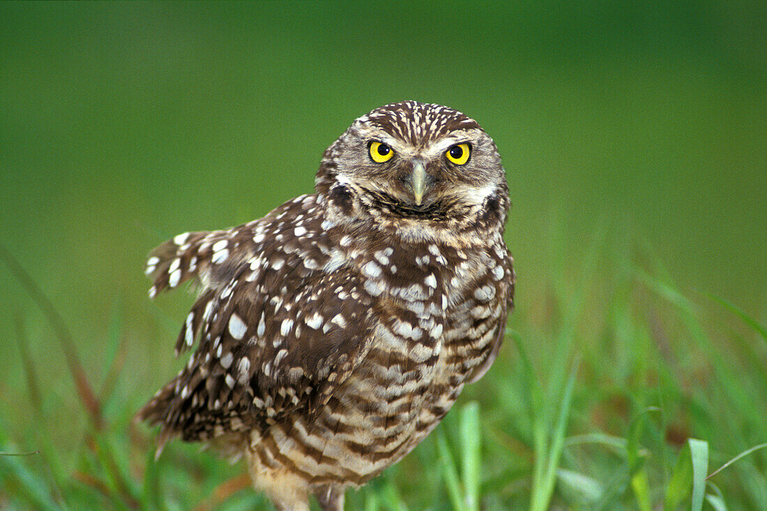 Vom Aussterben bedrohte Kanincheneule (Athene cunicularia) starrt im Gras stehend bei Ft. Meyers Florida USA