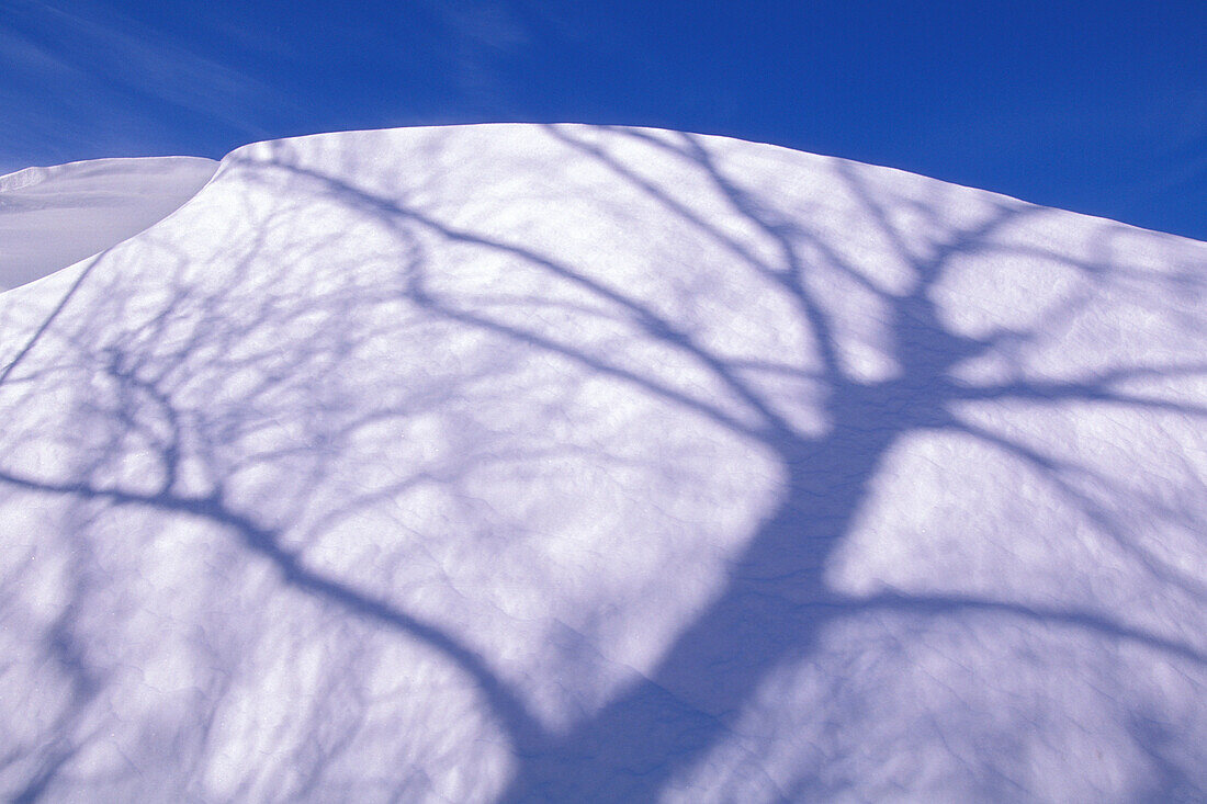 Baumschatten auf winterlicher Schneewehe am Patricia Beach am Lake Winnipeg Manitoba Kanada