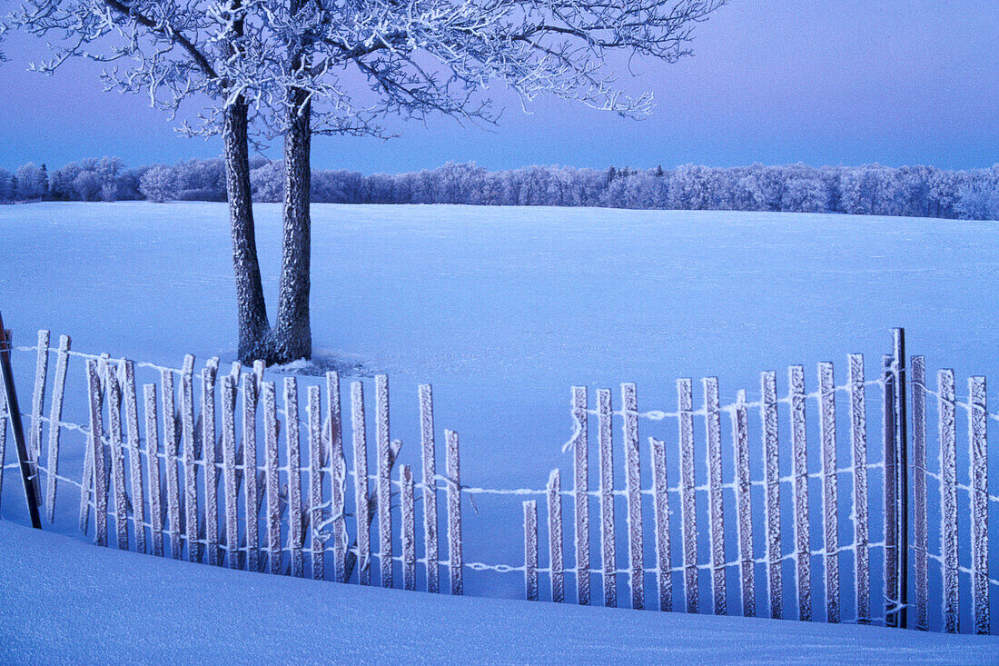 Hoarfrost on snow fence and bur oak tree (Quercus macrocarpa) in pristine snow landscape near Winnipeg Manitoba Canada