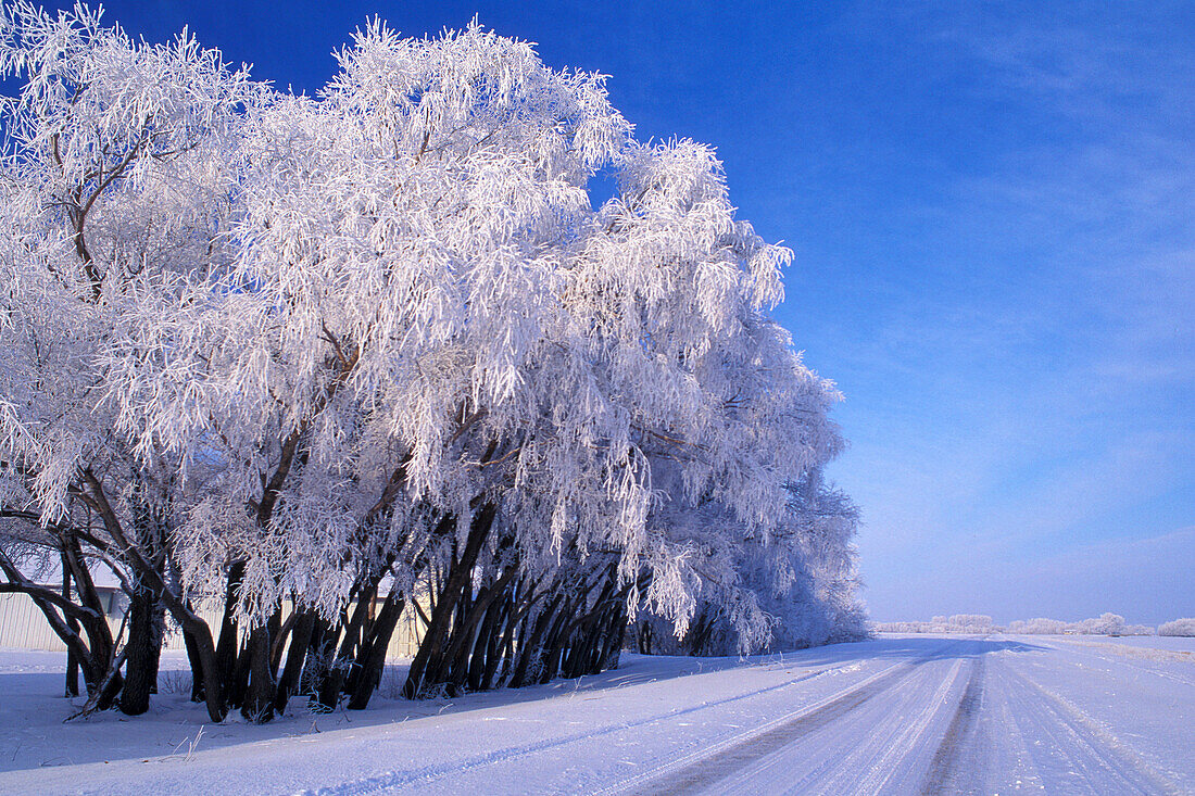 Winterraureif auf einer Schwarzweidenhecke (Salix nigra) am Straßenrand mit blauem Himmel bei New Bothwell Manitoba Kanada