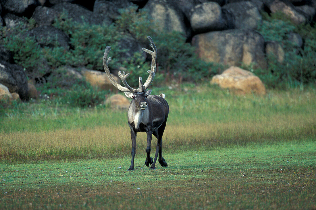 Barren Ground Caribou (Rangifer tarandus) or barrenground caribou on summer tundra near Hubbart Long Point Hudson Bay coast sub-arctic Northern Canada