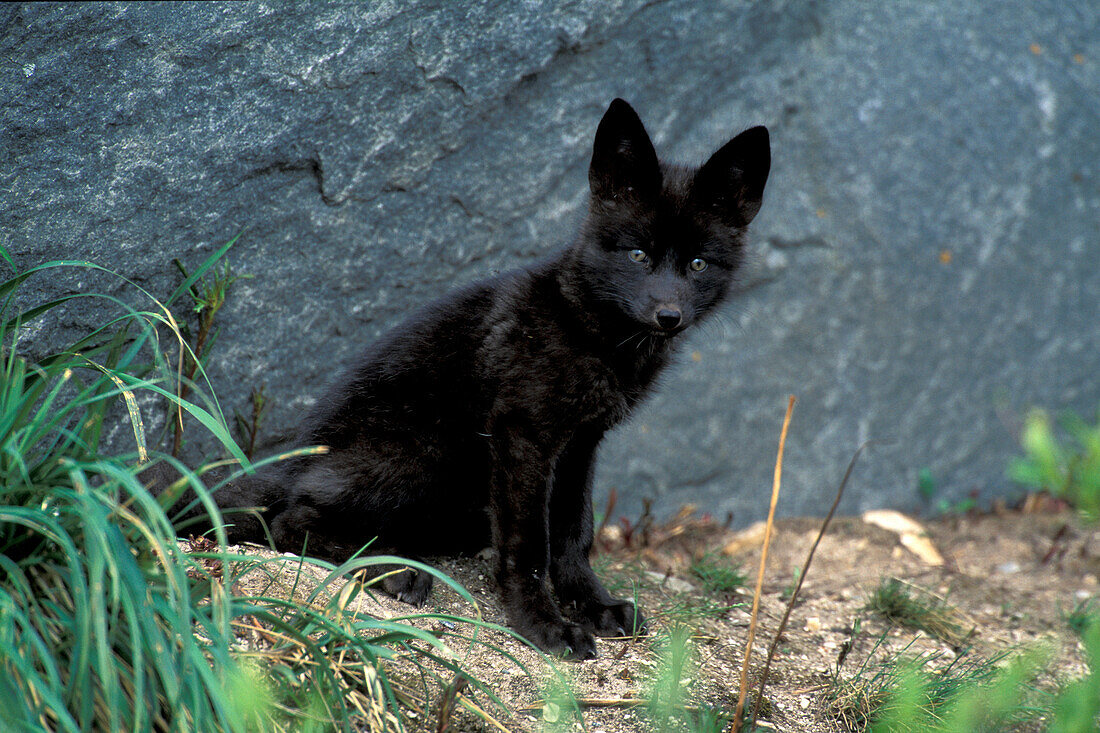 Junges Rotfuchskätzchen ( Vulpes vulpes ) schwarze Silberfuchsvariante in der Nähe von Churchill Manitoba Hudson Bay nördliches subarktisches Kanada