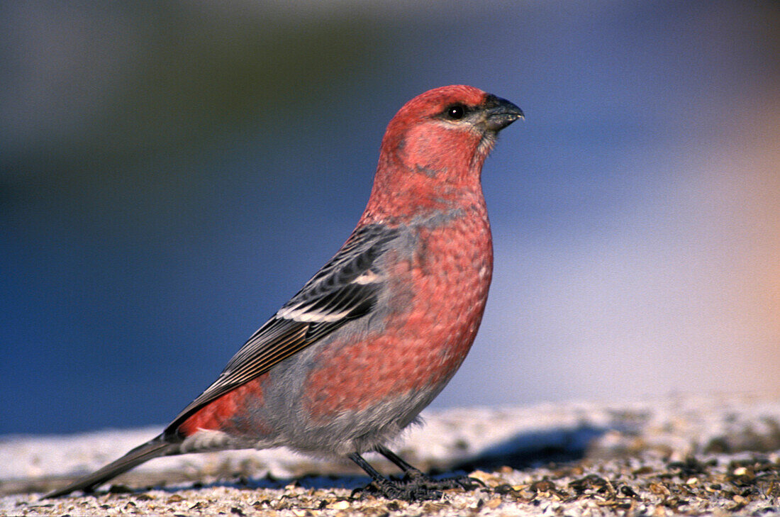 Male Pine Grosbeak ( Pinicola enucleator ) feeding on sunflower seeds at bird feeder