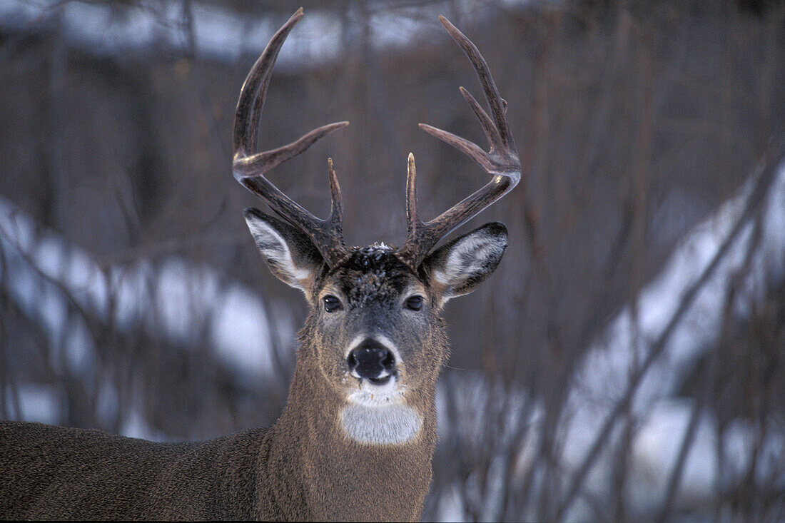 White-tailed Deer buck ( Odocoileus virginianus ) Whitetail in winter wooded landscape southern Manitoba Canada