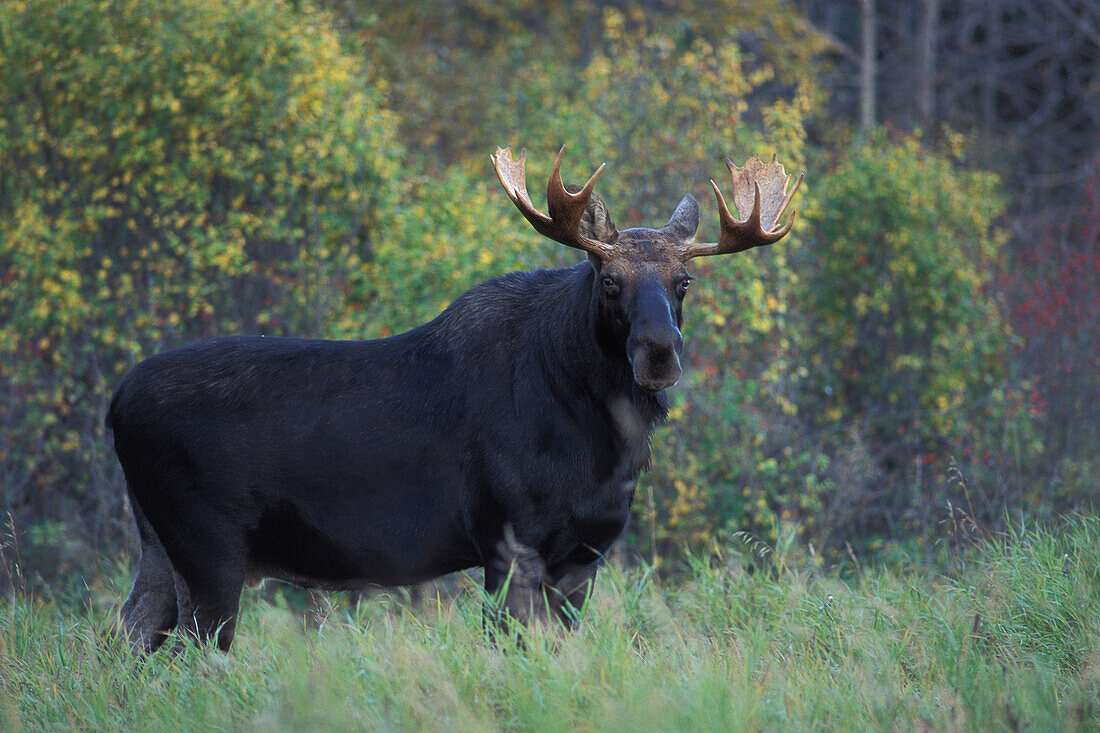 Adult bull Moose ( Alces alces ) in Riding Mountain National Park Wasagaming Manitoba Canada