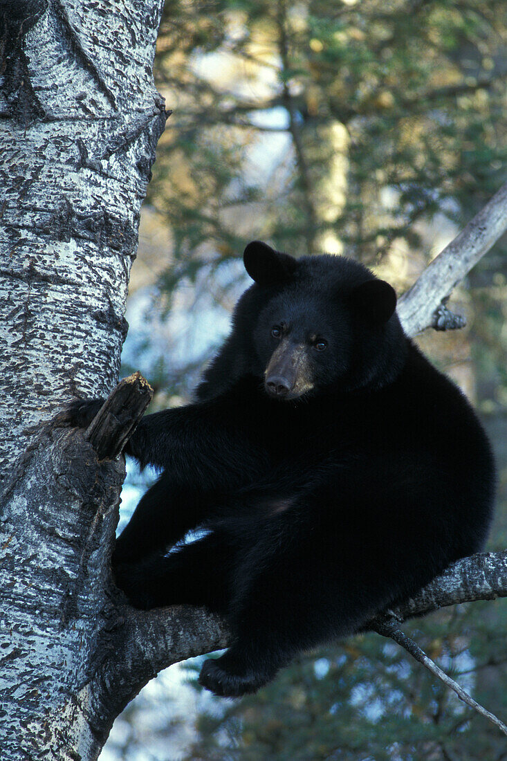 American Black Bear ( Ursus americanus ) fat for winter in aspen black poplar tree Eli Minnesota USA