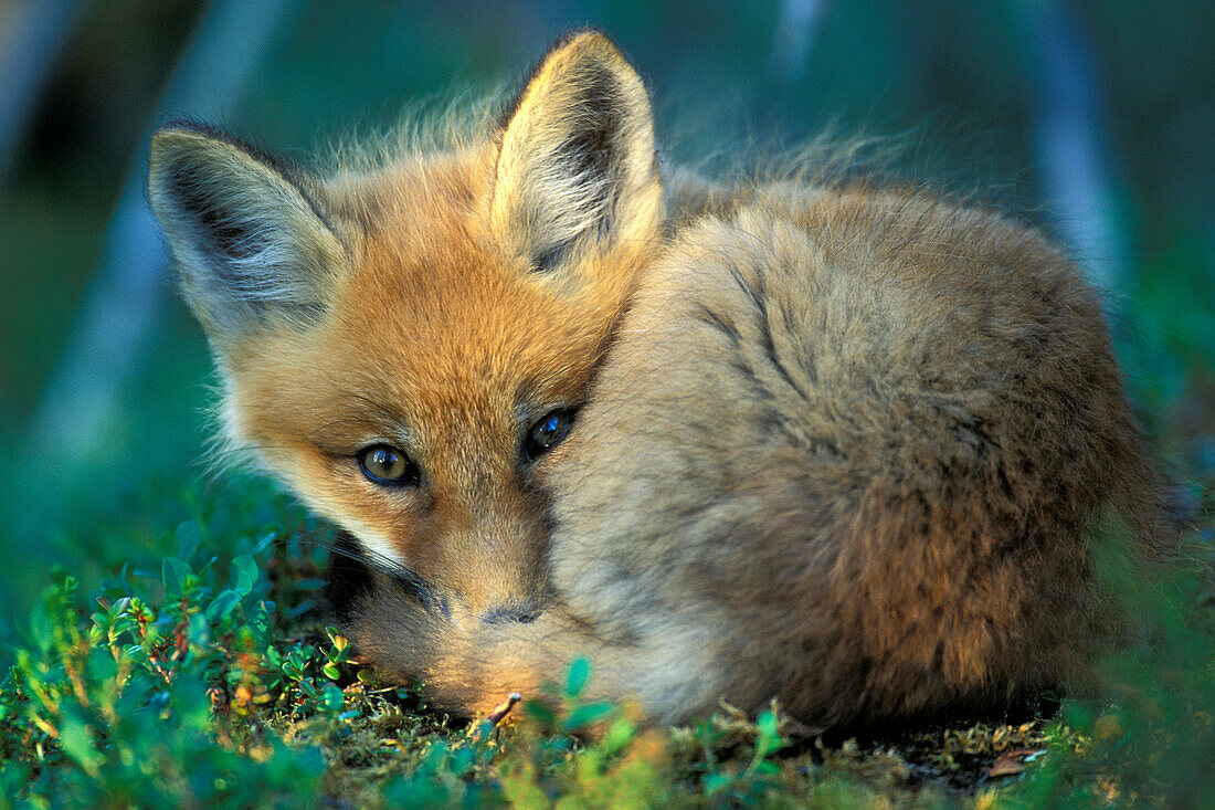 Wachsames Rotfuchsjunges ( Vulpes vulpes ) beim Nickerchen in der Nähe von Churchill Manitoba Hudson Bay Nördliches Subarktisches Kanada