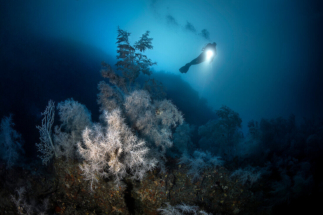 Ein mythischer mediterraner Tiefseetauchplatz, der Atlantide shoal, der sich durch das Vorhandensein einer riesigen Kolonie schwarzer Korallen (Antipathella subpinnata) auszeichnet. Insel Favignana (Ägadischer Archipel) - Trapani (Italien)