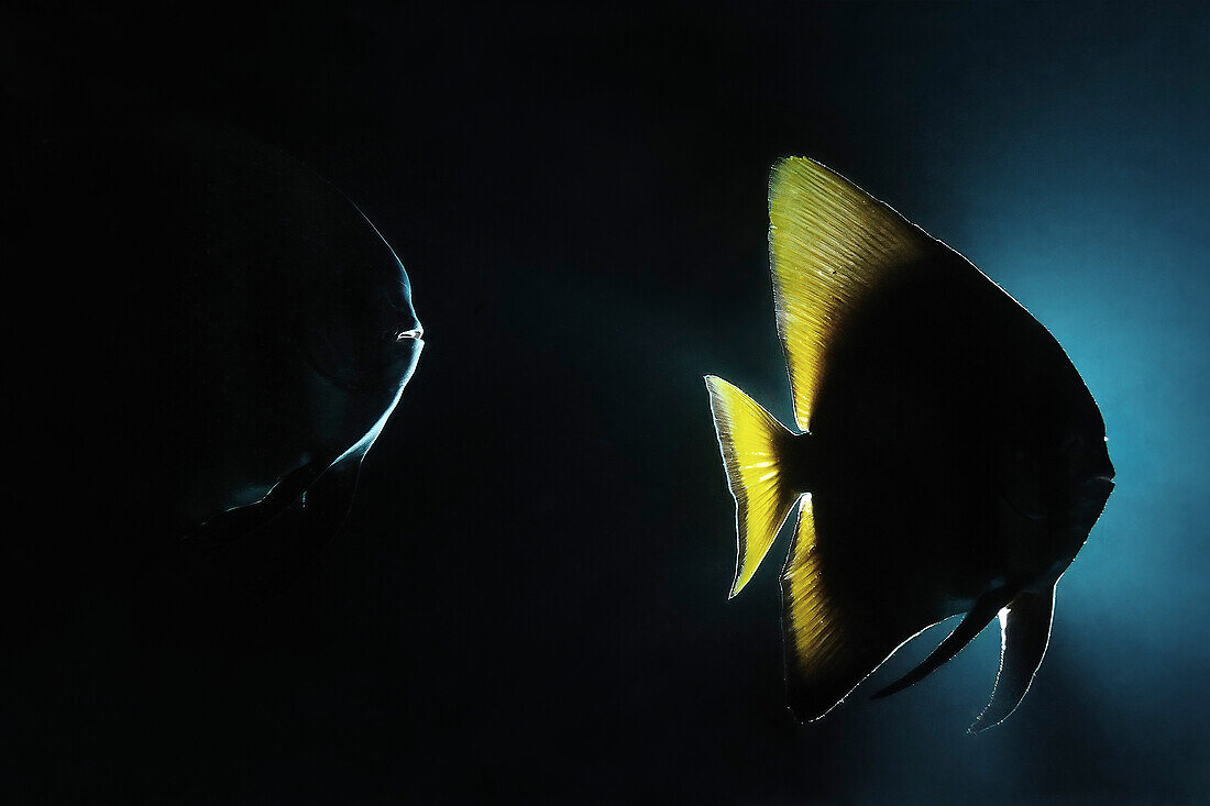 Zwei Fledermausfische (Platax orbicularis), aufgenommen mit der Gegenlichttechnik während eines Nachttauchgangs, Insel Maratua, Indonesien.