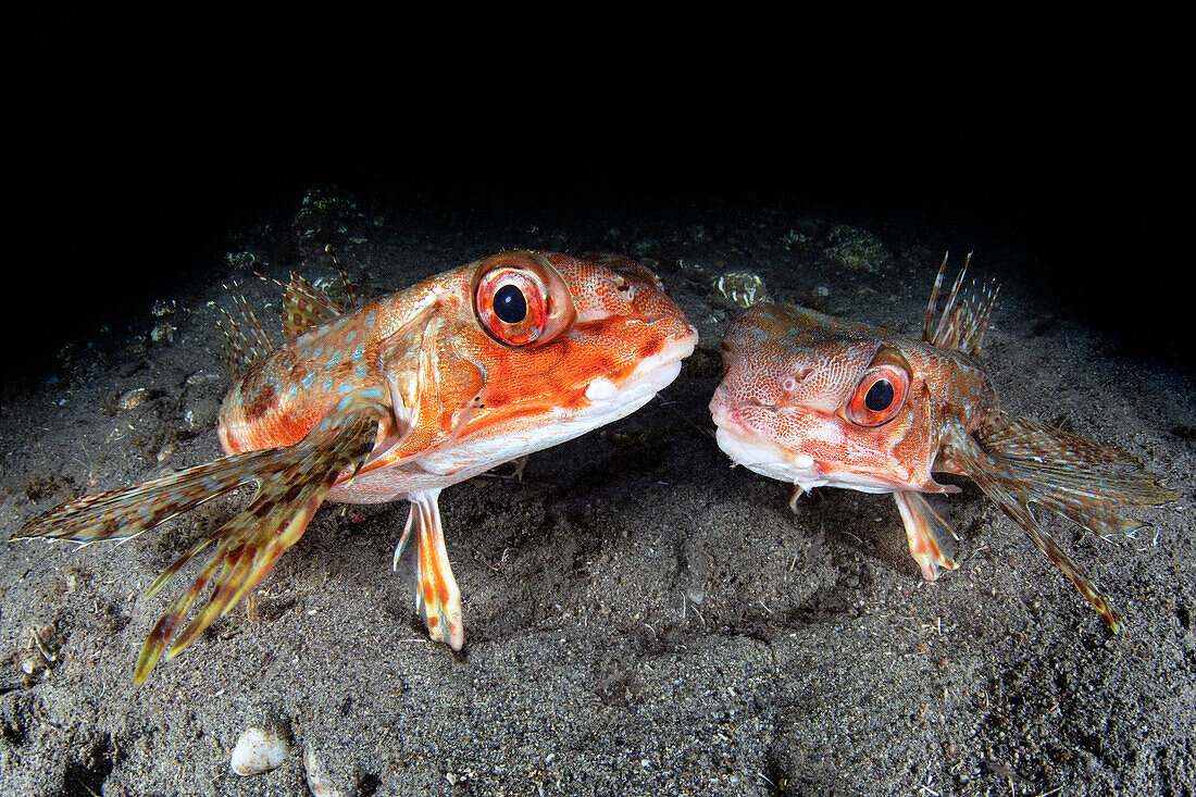 A couple of flying gurnard (Dactylopterus volitans) during a night dive in the Strait of Messina, Italy.