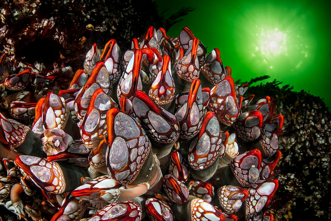 Giant goose-neck barnacle (Pollicipes polymerus) in the rare "red-lips" variant, found in the turbulent waters of the Nakwakto Rapids (Seymour Inlet, BC, Canada), known to feature the strongest currents in the world.