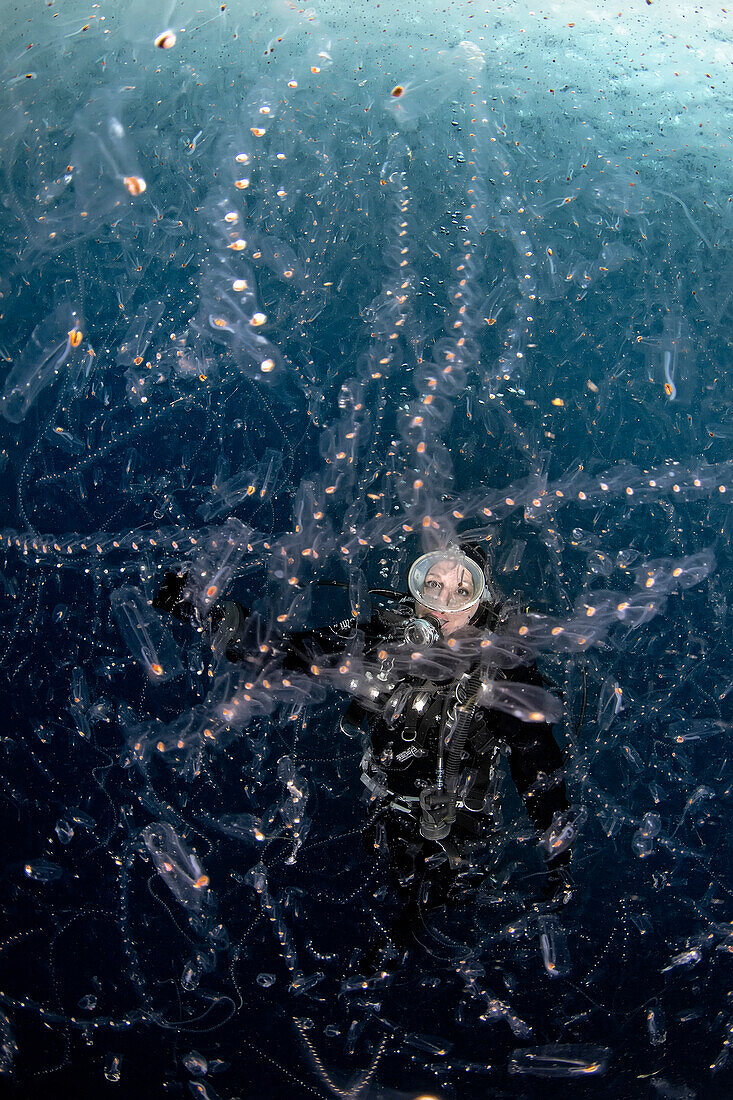 A diver watches in awe a dense soup of tunicates aggregated by very special sea conditions. This picture was taken during a special event occurred on April 2019 in the Strait of Messina, when special conditions of weather, sea currents and moon phases brought close to surface a lot of pelagic subjects, including a few usually living very deep.