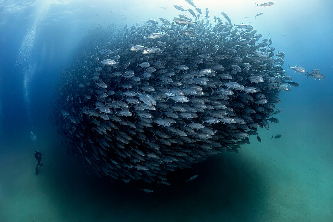 A diver admires in awe a big aggregation of jack fishes in the waters of Cabo Pulmo Marine National Park, where marine biomass has increased exponentially since the marine park was established, Baja California Sur, Mexico