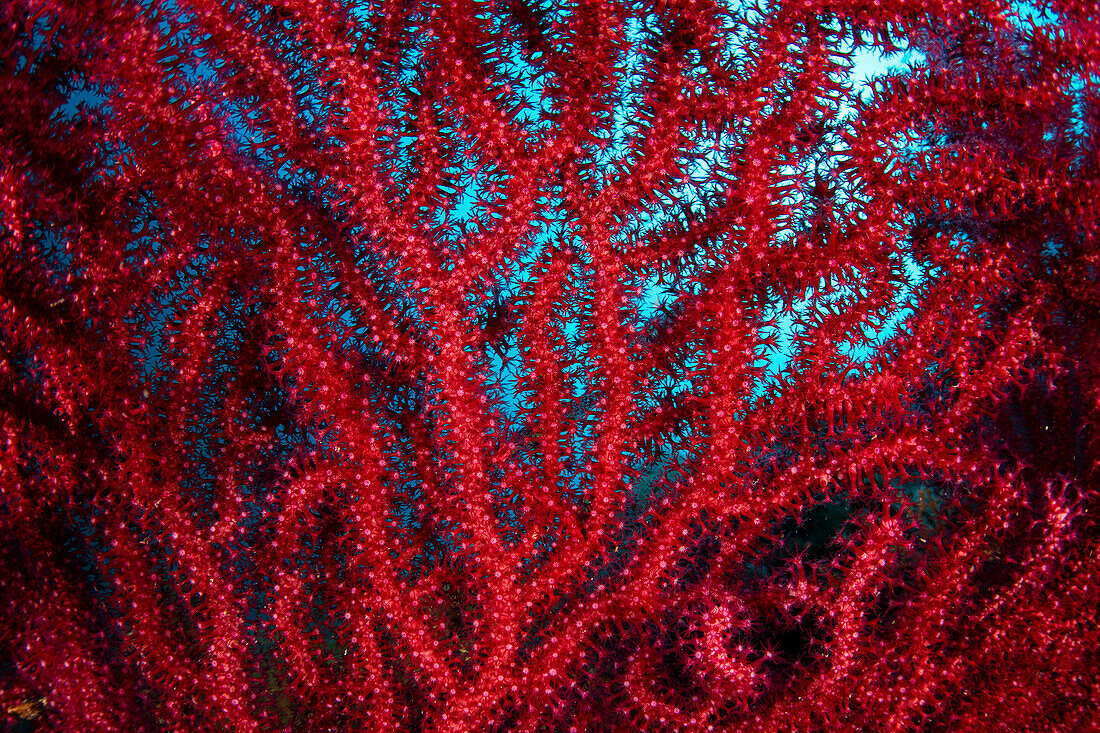 Eine ikonische Aufnahme eines sehr häufigen mediterranen Tieres, des Roten Seefächers (Paramuricea clavata), Italien