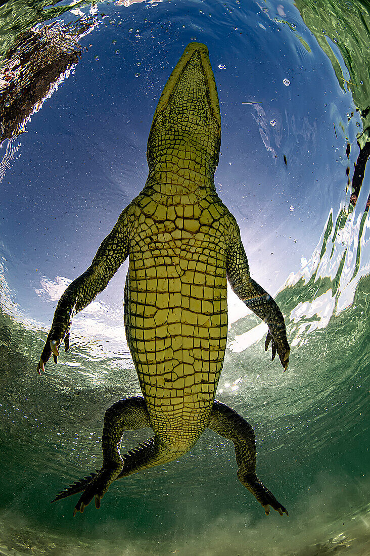 An american crocodile (Crocodylus acutus) in an unusual shot from below, in the shallow waters of Banco Chinchorro, a coral reef located off the southeastern coast of the municipality of Othon P. Blanco in Quintana Roo, Mexico , not far from the Belize border.