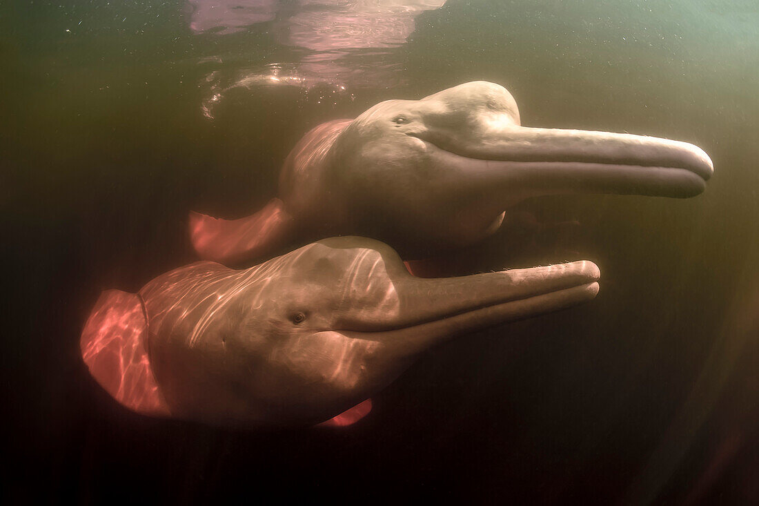 Two pink dolphins, also called boto (Inia geoffrensis), curiously approach the camera in the waters of Rio Negro (Amazon, Brasil)