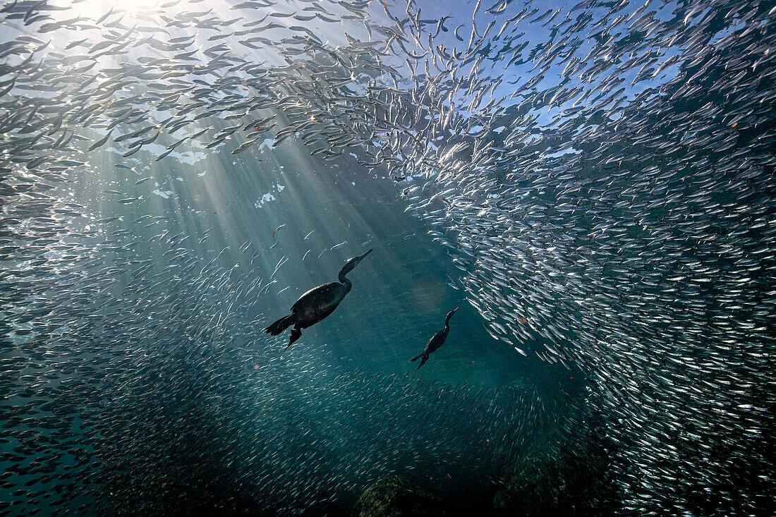 Two cormorants (Phalacrocorax sp.) dive in synchrony to hunt a large school of sardines. Los Islotes, Baja California Sur, Mexico.