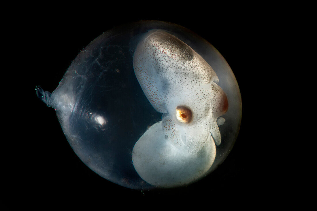 A small cuttlefish (Sepia officinalis) still in its egg, about 1 cm whole size. Eyes, head and tentacles are already perfectly formed and defined, this means that only a few days are left to hatch, although the little cephalopod is still connected to its yolk sac. This picture is part of a work that features a special Italian place, Numana, on the Adriatic sea, where very specific geographical conditions make this spot a realm for underwater macro subjects, pretty much like Philippines or Indonesia.