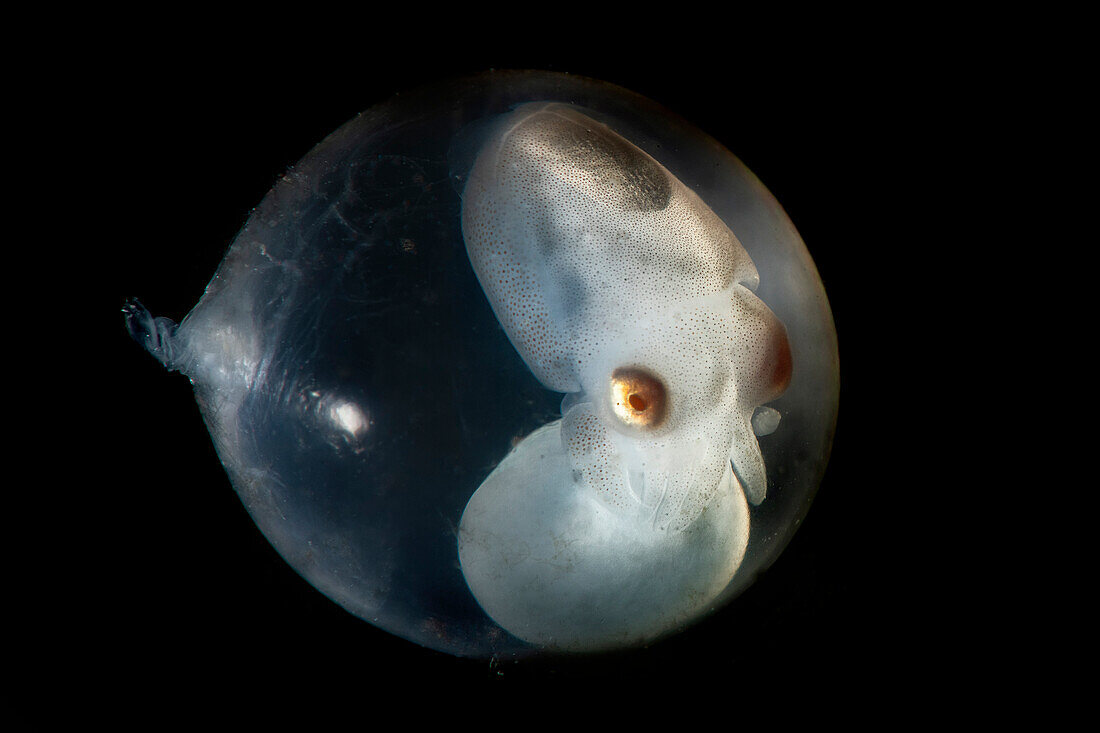 Ein kleiner Tintenfisch (Sepia officinalis) noch im Ei, etwa 1 cm groß. Augen, Kopf und Tentakel sind bereits perfekt geformt und definiert, was bedeutet, dass es nur noch wenige Tage bis zum Schlüpfen sind, obwohl der kleine Kopffüßer noch mit seinem Dottersack verbunden ist. Dieses Bild ist Teil einer Arbeit, die einen besonderen italienischen Ort, Numana, an der Adria zeigt, wo sehr spezifische geografische Bedingungen diesen Ort zu einem Reich für Unterwasser-Makro-Motive machen, ähnlich wie die Philippinen oder Indonesien.