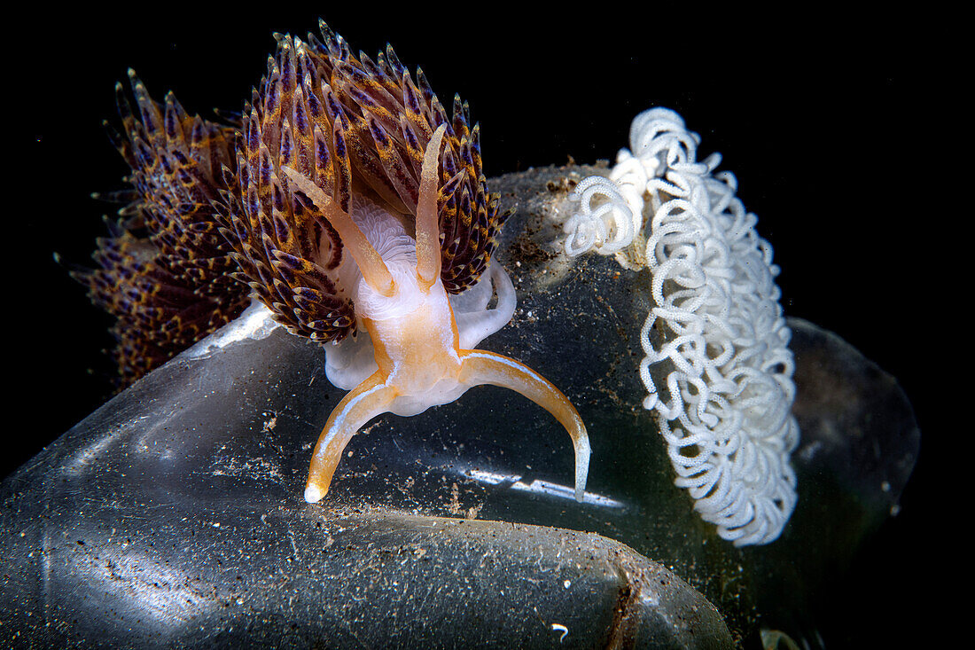 A beautiful Godiva quadricolor nudibranch lays its eggs on a plastic bottle.