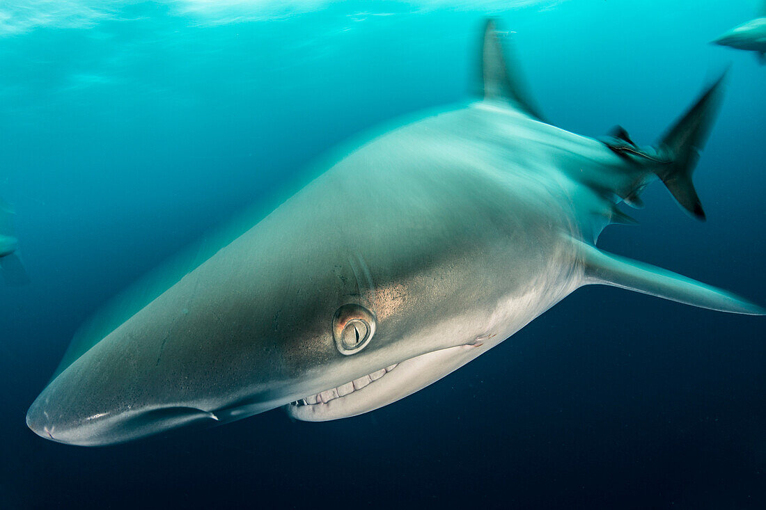 Ein Schwarzspitzenhai (Carcharhinus limbatus) schwimmt vor dem felsigen Riff von Aliwal Shoal, Südafrika