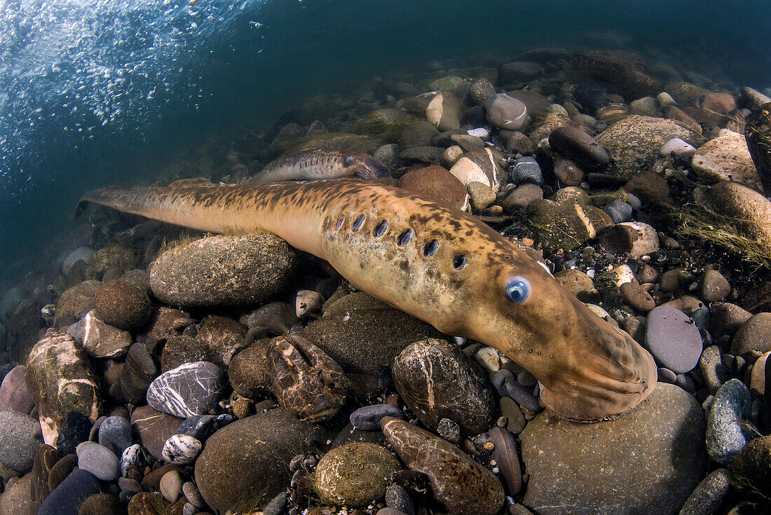 A exceptional and very rare encounter with the sea lamprey (Petromyzon marinus) in Italy