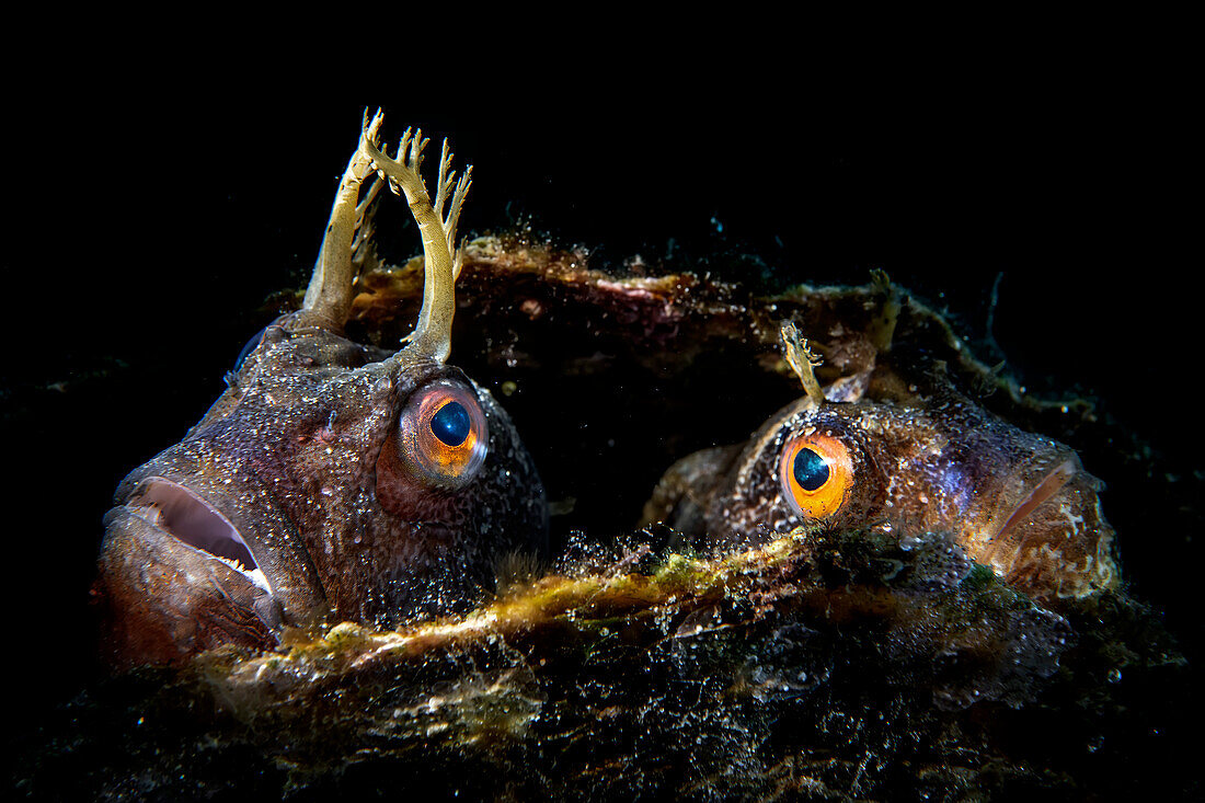 Ein Paar Schmetterlingsmuscheln (Blennius ocellaris) lugt aus dem Inneren einer Fächermuschel (Pinna nobilis) hervor, die sie als Nest zum Ausbrüten ihrer Eier gewählt haben.