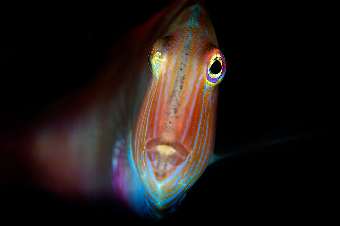 Close of portrait of a Pearly Razorfish or Cleaver Wrasse (Xyrichtys novacula), one of the most shy and elusive fish in the Mediterranean, Italy