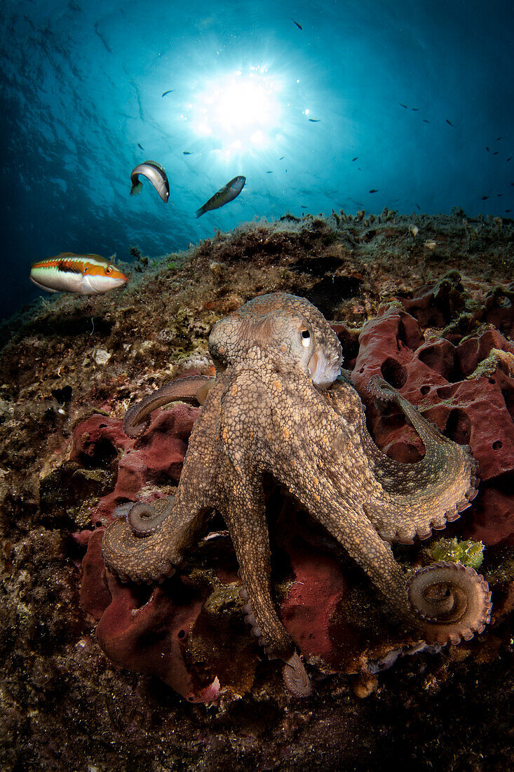 Portrait of Mediterranean common octopus (Octopus vulgaris) on a sponge.