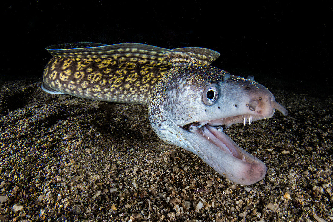 Close up of Mediterranean moray (Muraena helena) hunting at night, Italy